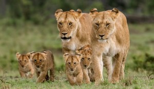 Kenya Budget Safari
