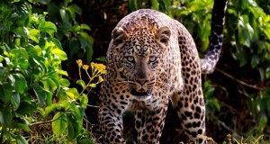 Kenya Camping Safari