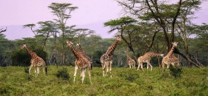 Kenya Safari Deal - Big Time Safaris