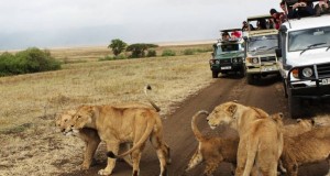 Kenya Safari Deal - Big Time Safaris Ltd