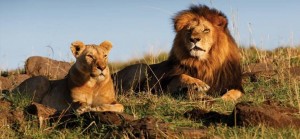 Kenya and Tanzania Safari - Big Time Safaris