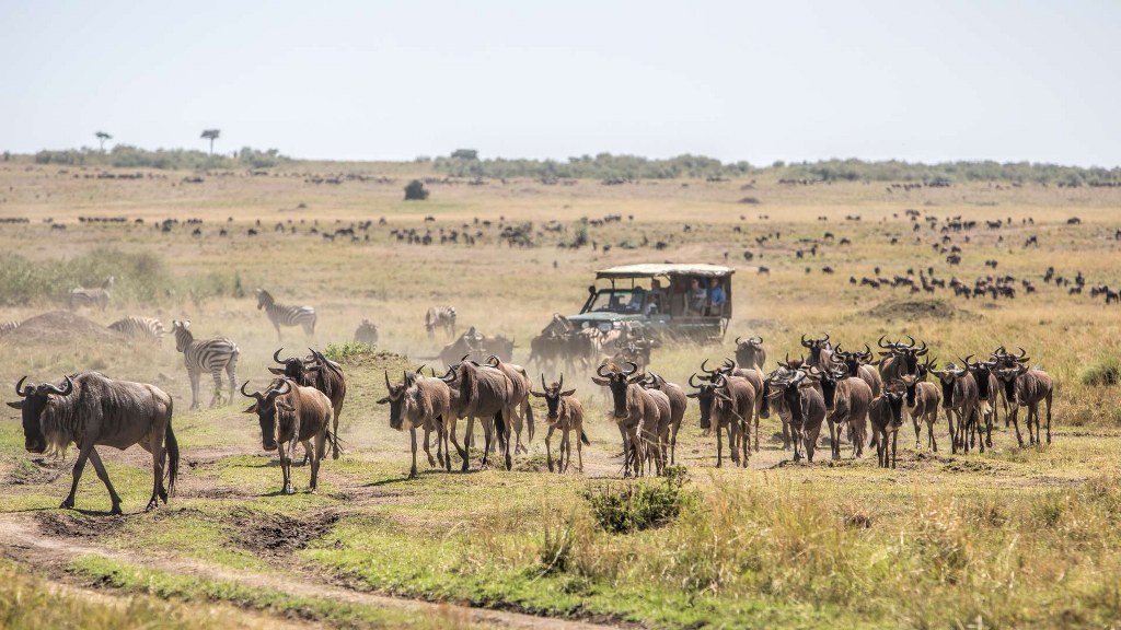 Kenya Tanzania Safari Tour