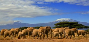 Maasai mara, Lake Nakuru, Lake Naivasha, Amboseli, Tsavo East National Park