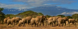 Kenya Budget Safari