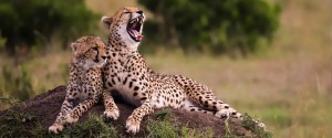 Kenya Budget Safari