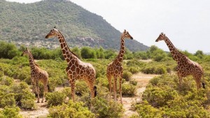 Kenya Budget Safari