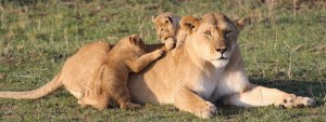 Kenya Budget Travel Masai Mara Game Reserve
