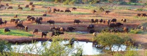 Kenya Budget Travel Tsavo East National Park