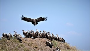 Kenya Budget Lodge Safari